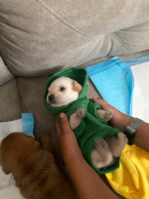 I have 3 puppies for sell image 7