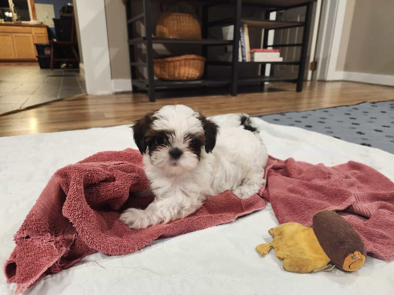 Shih Tzus For Sale image 6