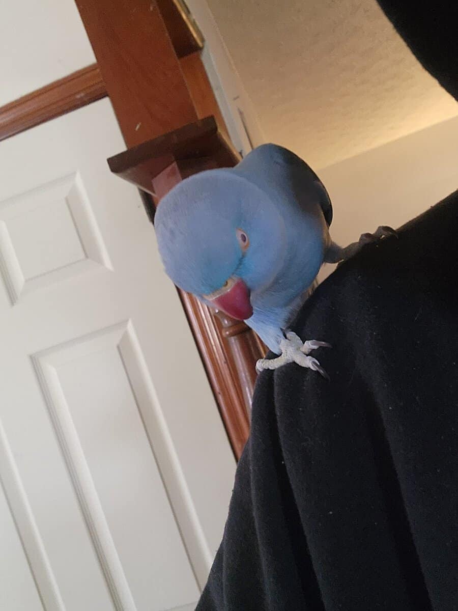 2yr old Cobalt blue indian ringneck image 5