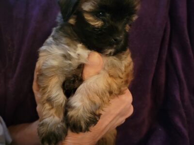 Teddy Bear Puppies (Shih-Tzu + Bichon Frise)