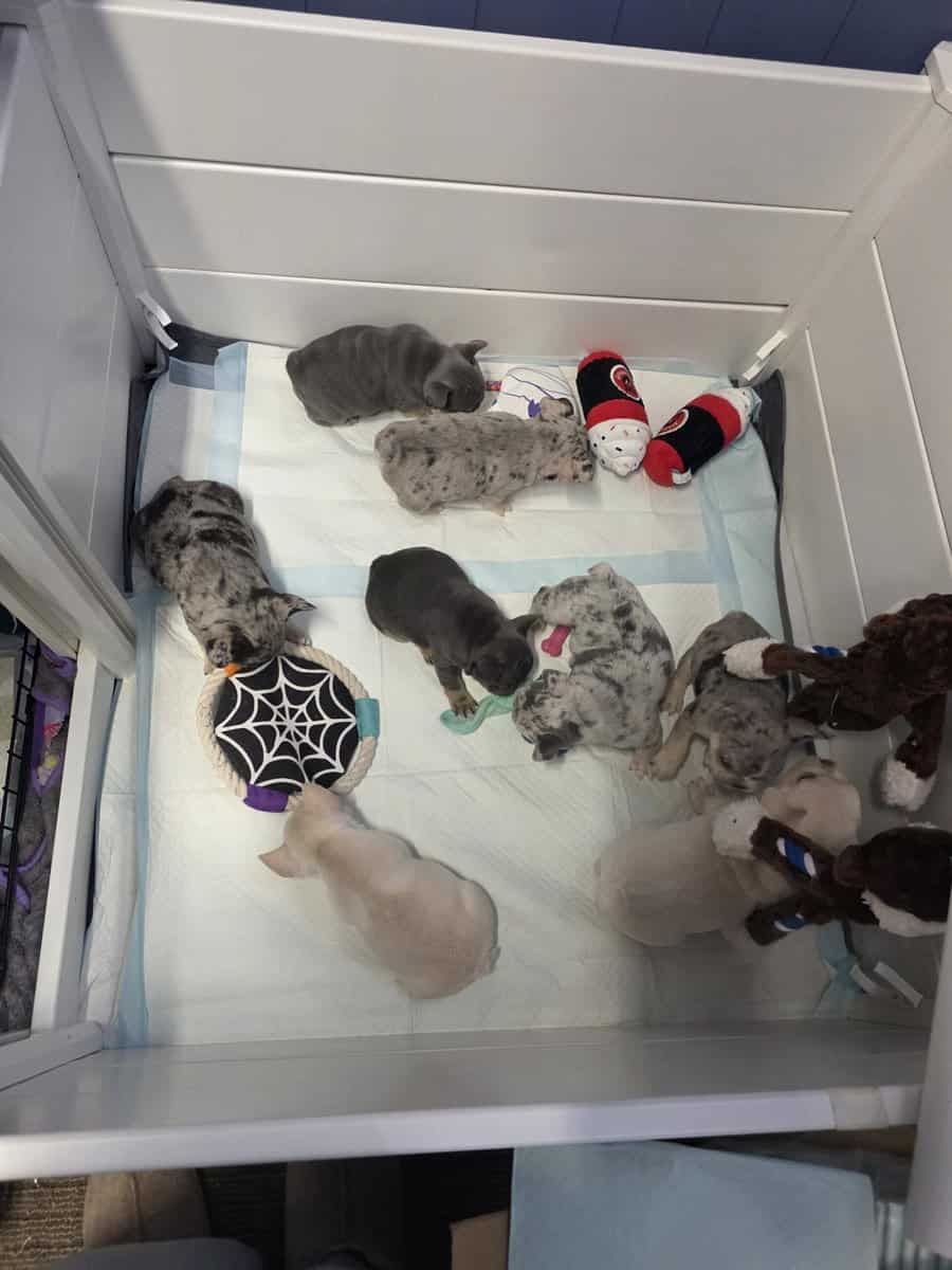 Akc frenchies image 7