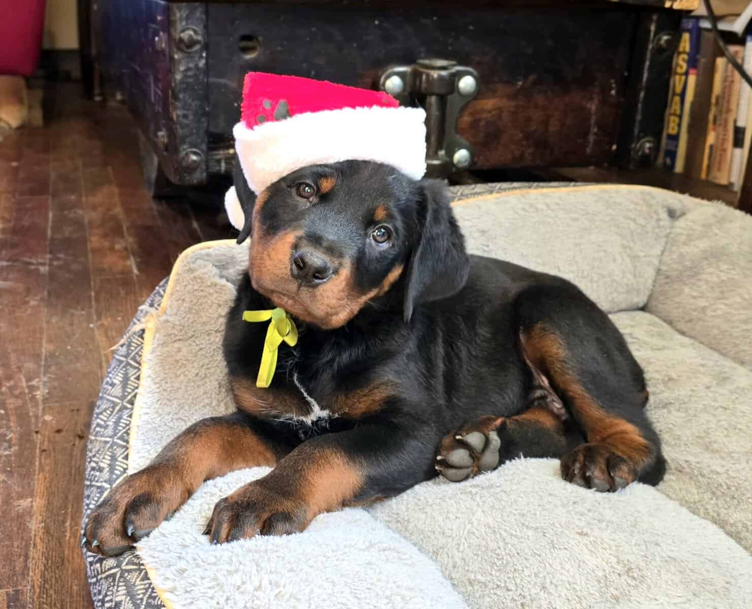 Rottweiler Puppies image 3