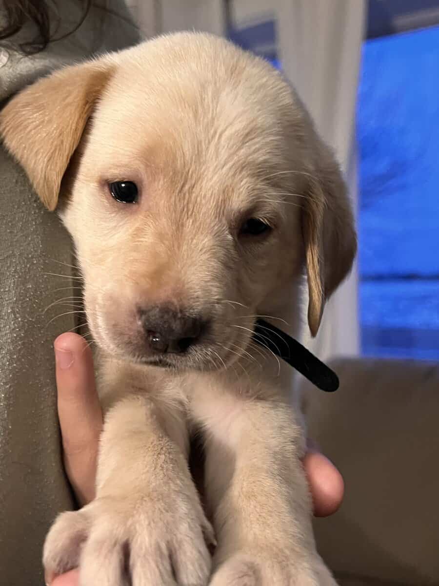 Sweet charcoal and yellow lab puppies! image 5