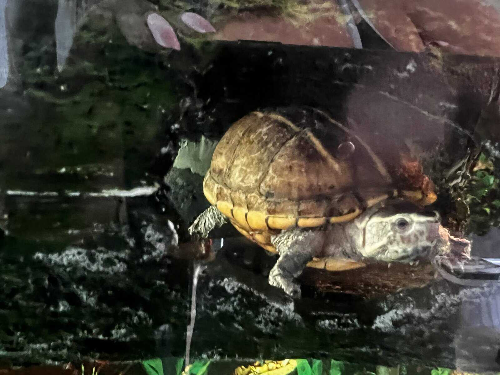 Turtles lost there mom to cancer image 14