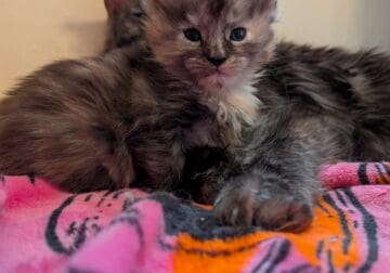 Fluff ball Maine Coon
