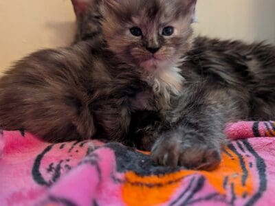 Fluff ball Maine Coon