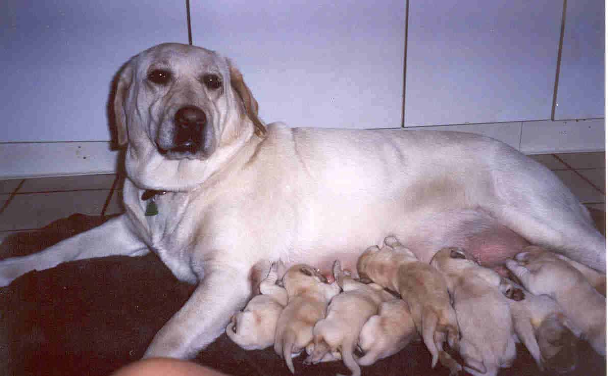 Labrador Puppies, Yellow, AKC Registered. image 5