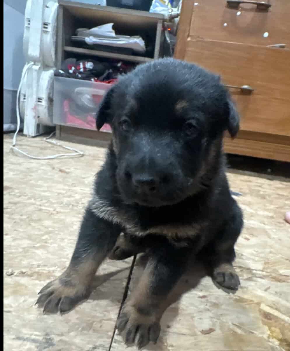 German shepherd puppies image 1
