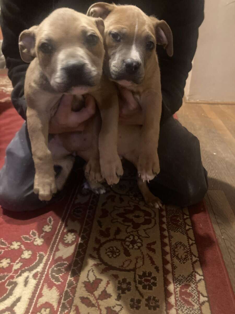 Free puppies image 3