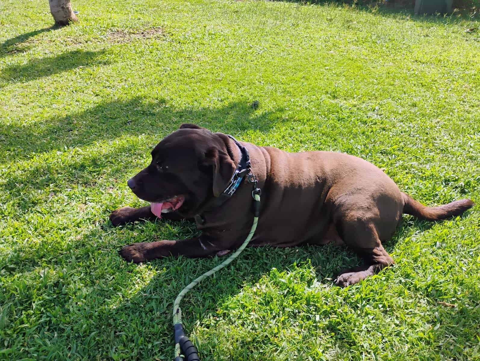 5 year old black English Labrador Male image 2