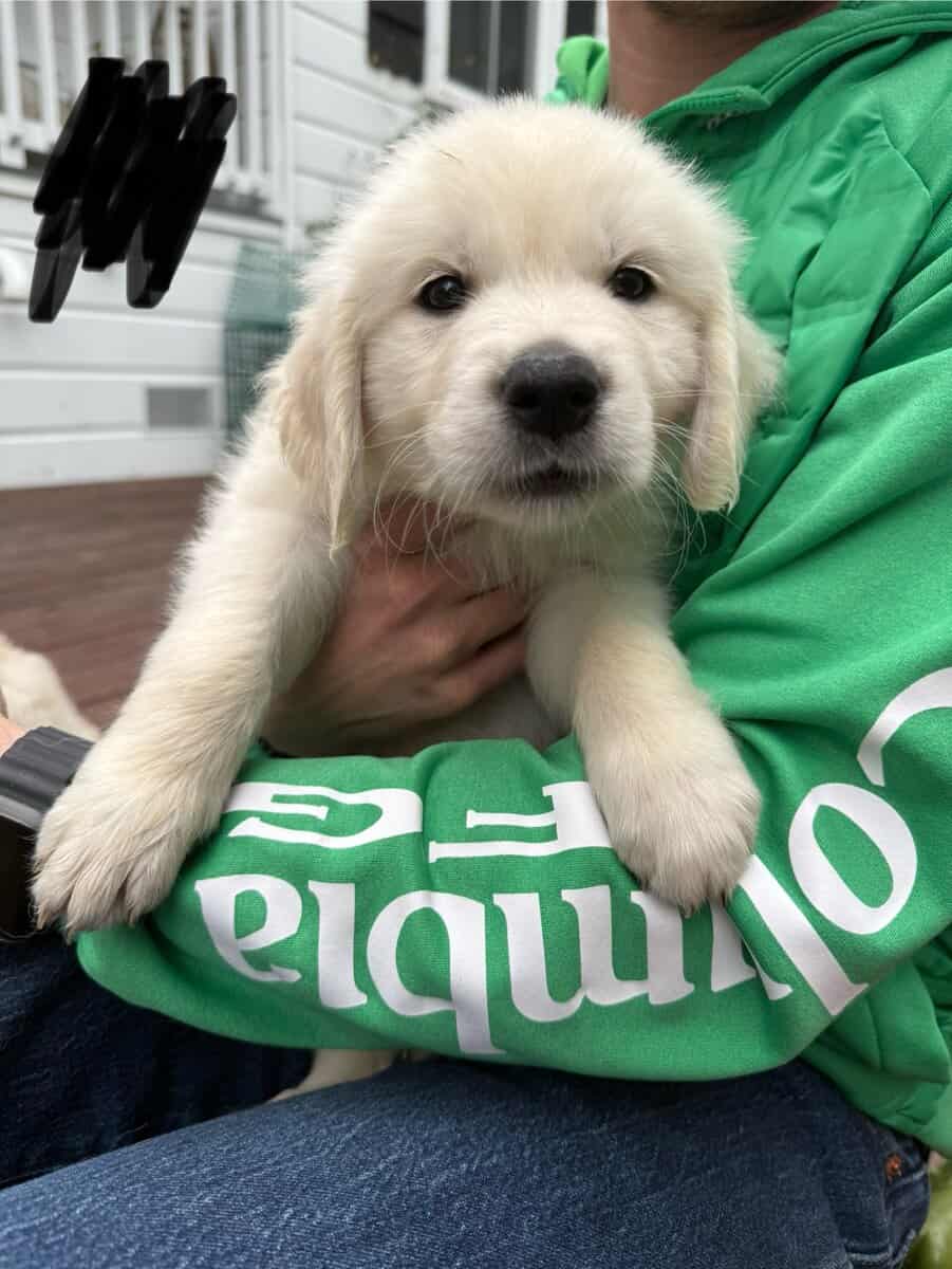Six Golden Retriever Males available Nov 21st! image 3