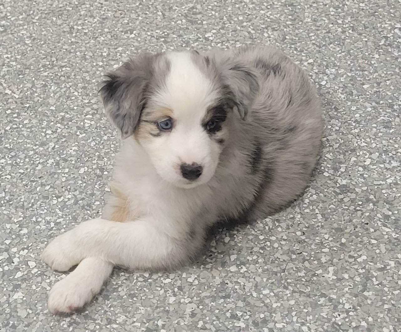 Mini Australian sheperd image 1