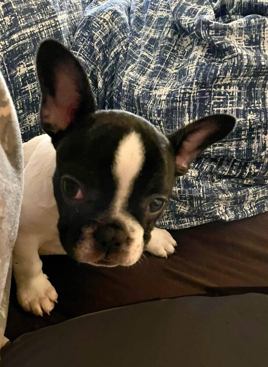 French Bulldogs pups image 2