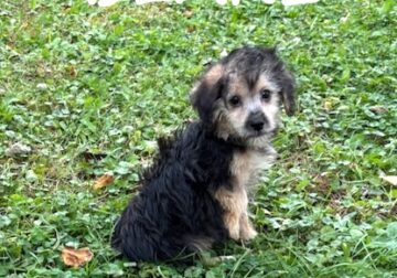 Blake Male Yorkie Poo Puppy