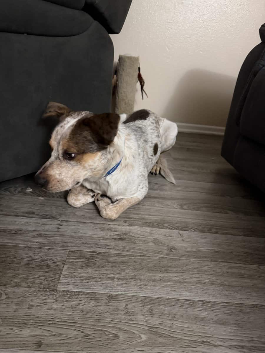 Rehoming young male red heeler mix image 2