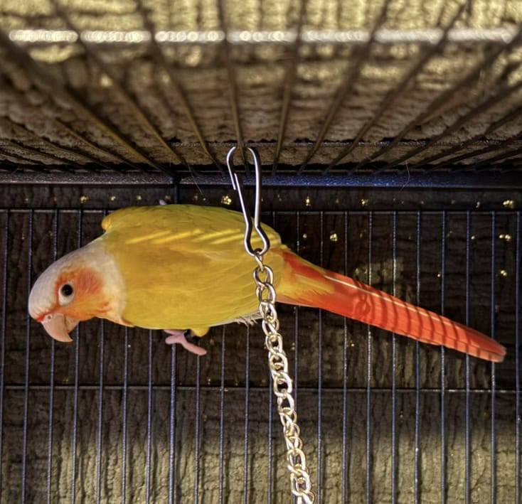 Male Suncheek Green Cheek Conure image 2