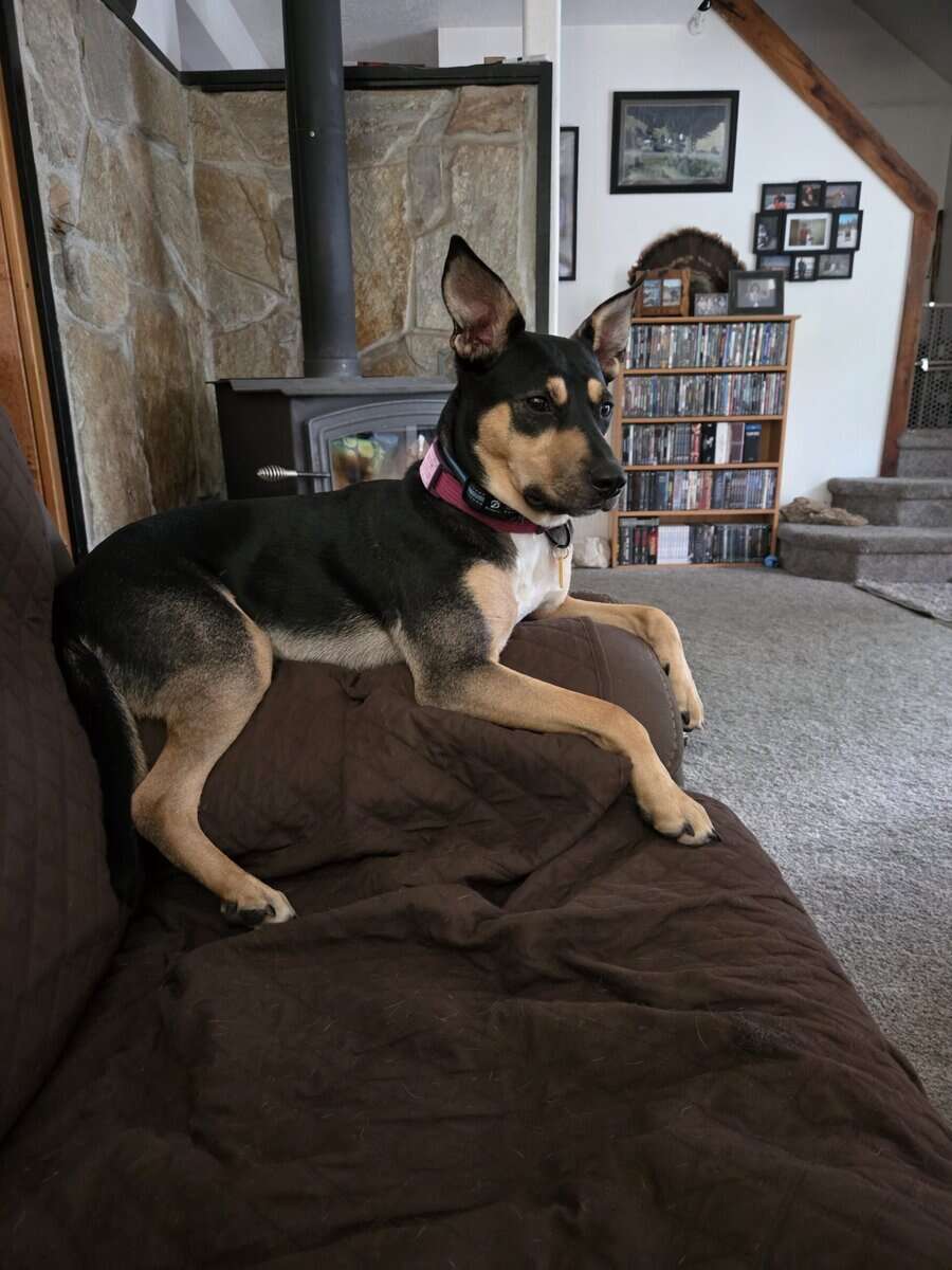 Female shepherd mix breed image 1