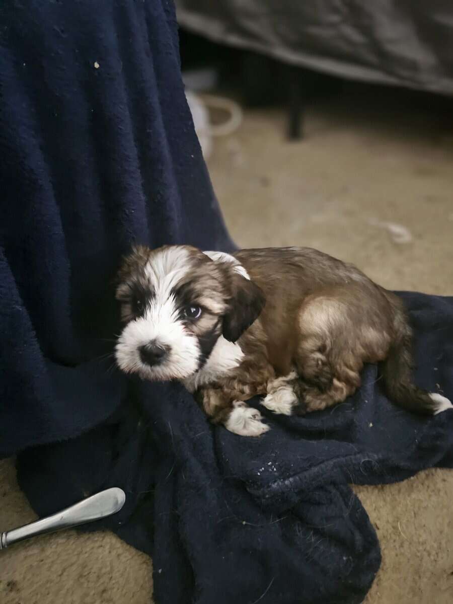Tibetan Terriers image 7