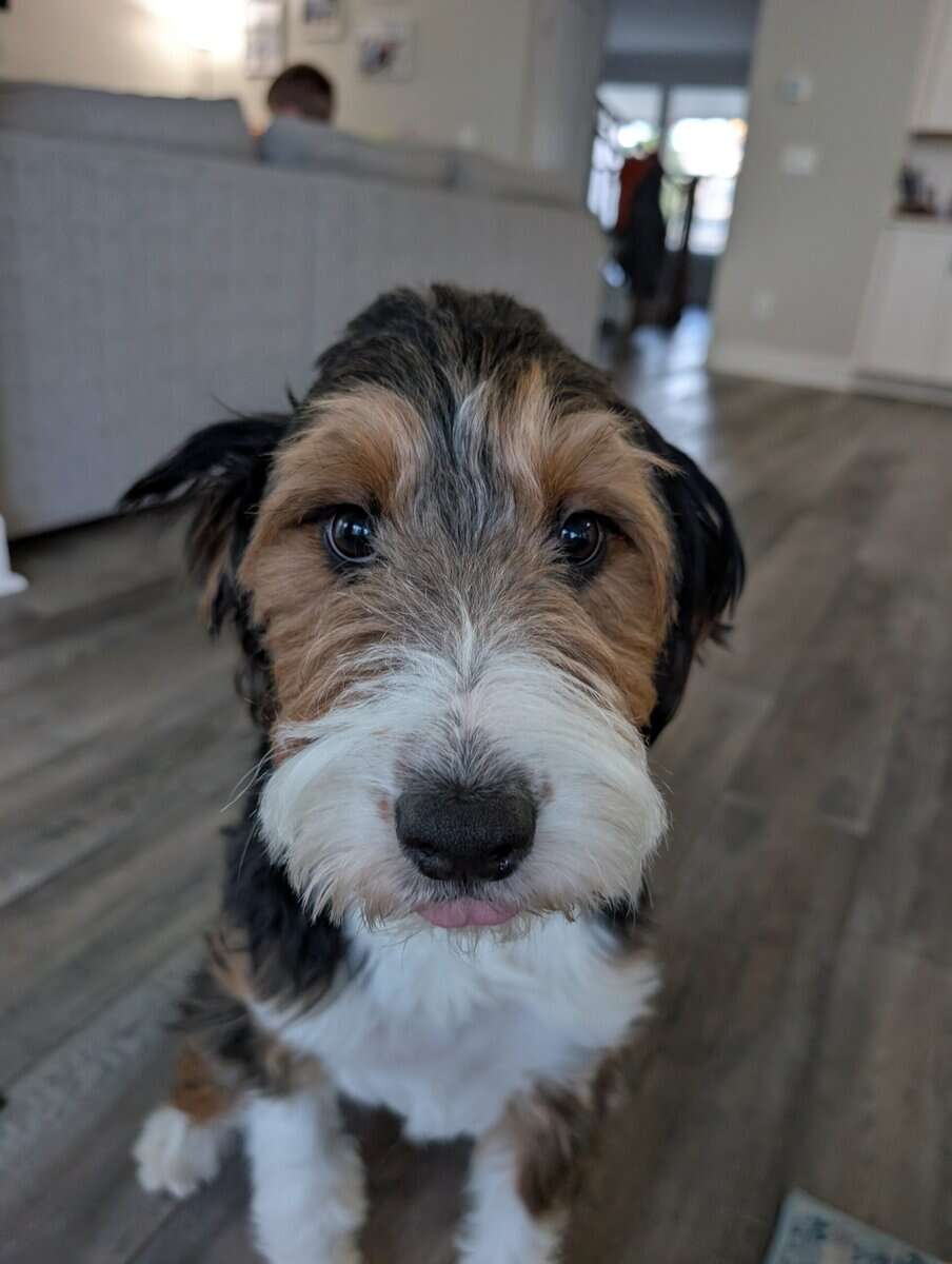 Mini-Aussiedoodle - Rucker - Family Dog image 1