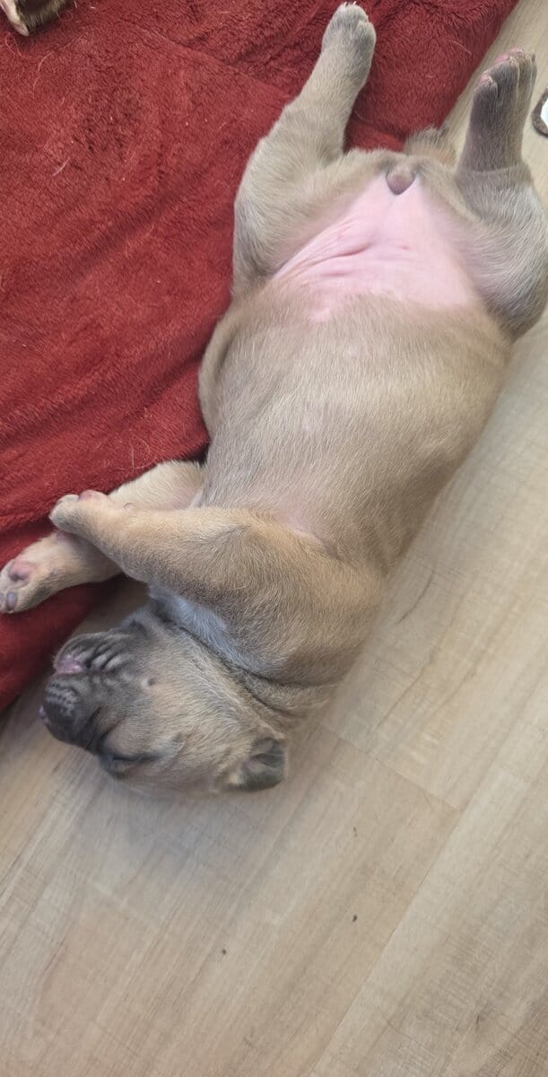 PURE CANE CORSO PUPS🐾 image 9