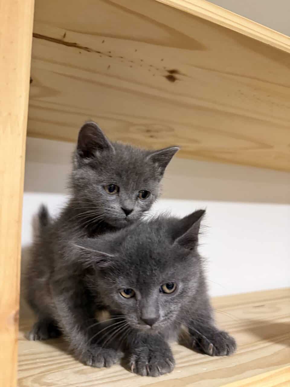 Russian blue fall/winter 2025 image 3