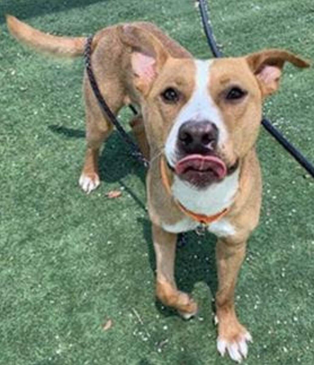 2yr Old Pit Mix Rescue Boy Needs Home image 5