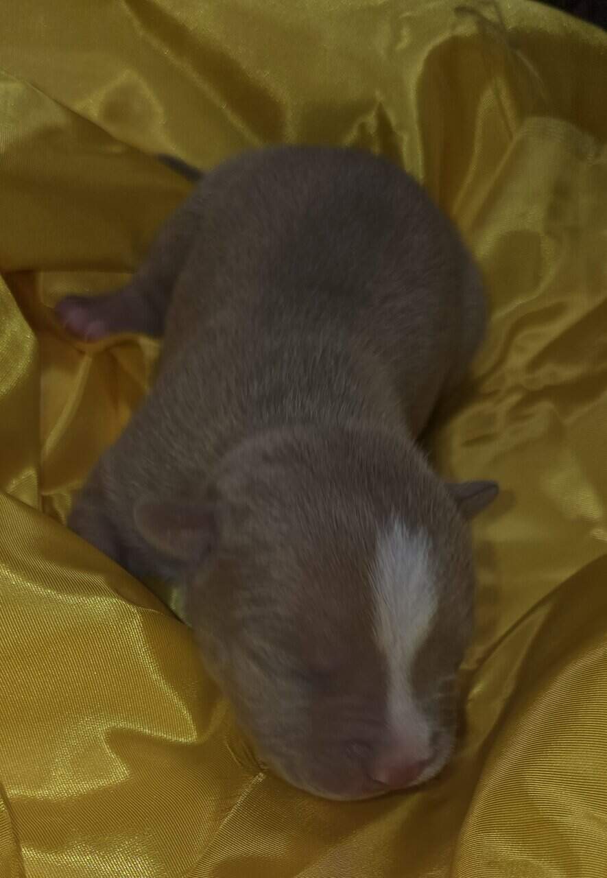 Pit bull puppies image 7