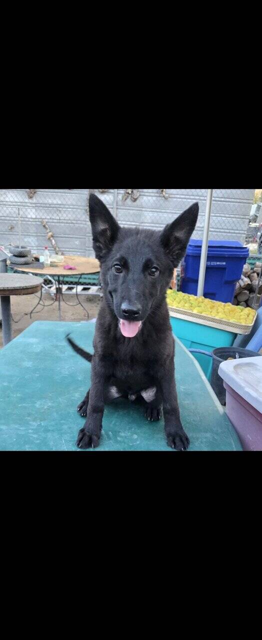 German Shepherd Puppies image 2