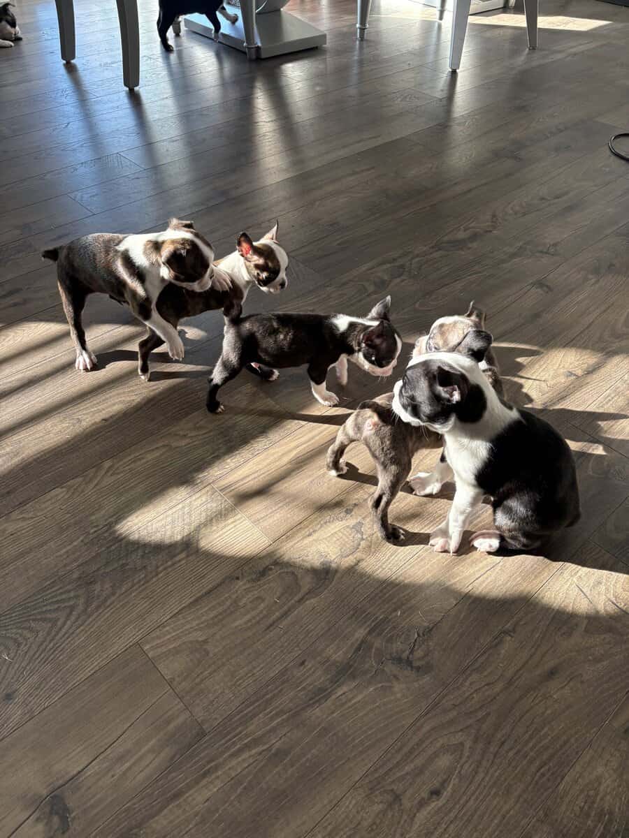 8 Boston Terrier Puppies image 11