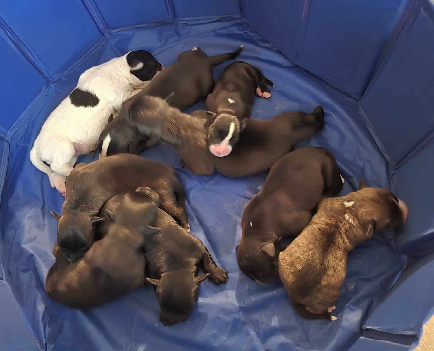 American Bullador Puppies image 3