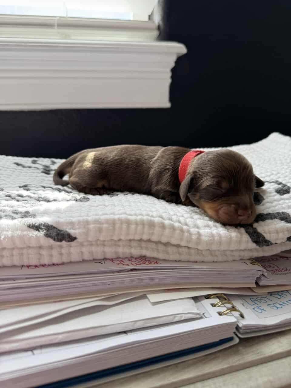 Silky wire mini dachshunds image 2