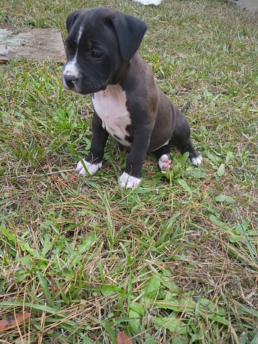 AMERICAN STAFFY BULLIE image 4