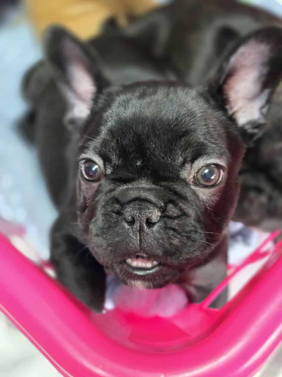 French bulldog puppies image 1