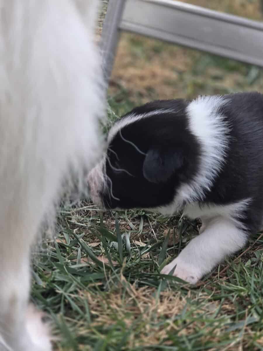 ADORABLE Puppy ready for you! image 3