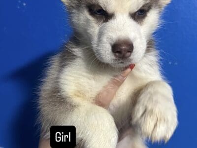 Siberian Husky puppies pure bred