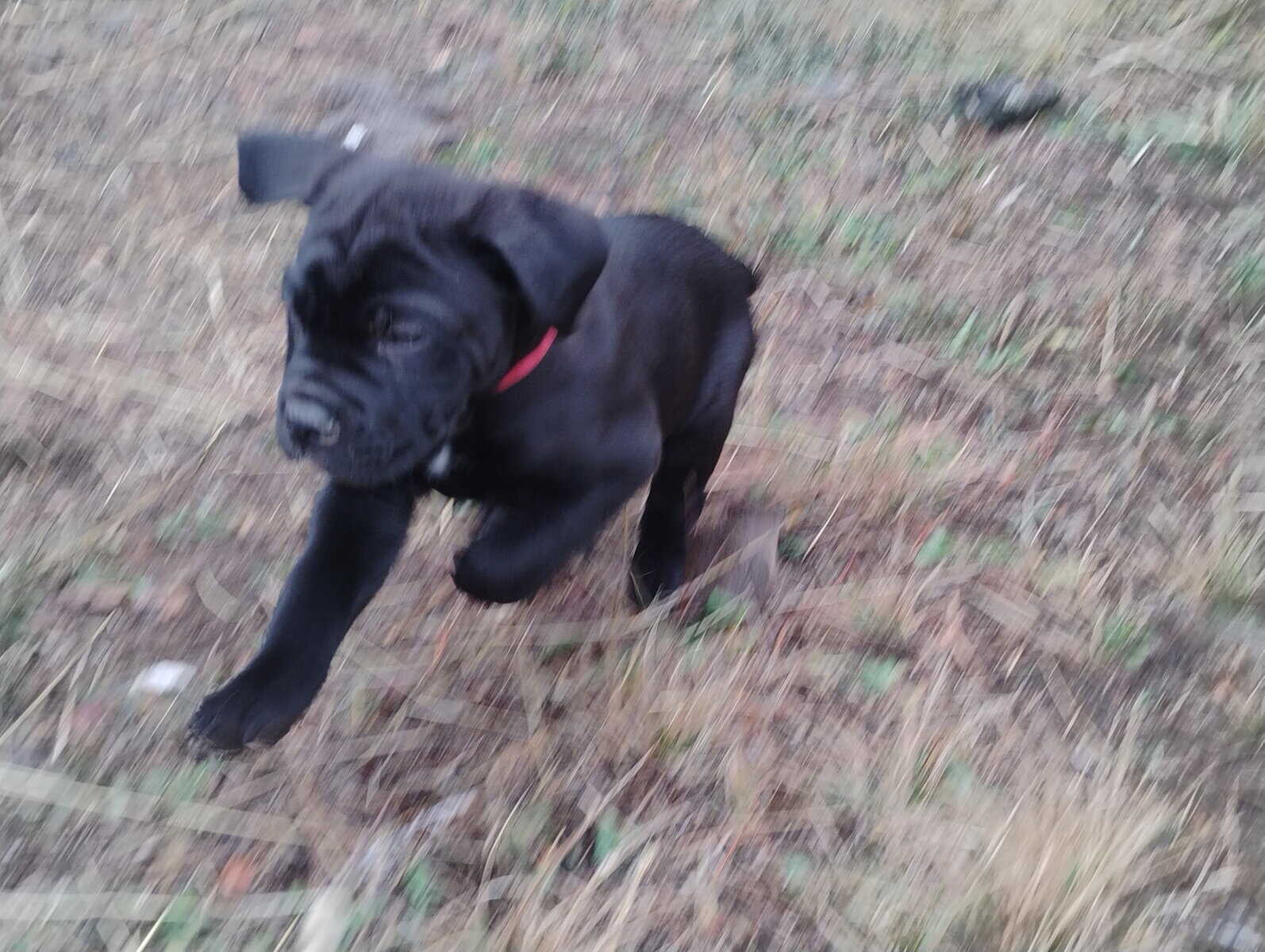 Purebred Cane Corso Puppies image 4