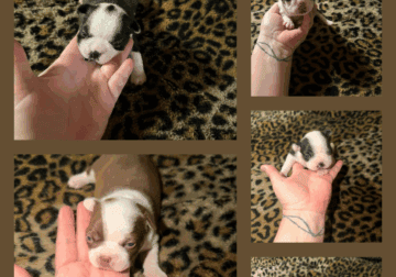 Boston Terrier puppies looking for there forever h