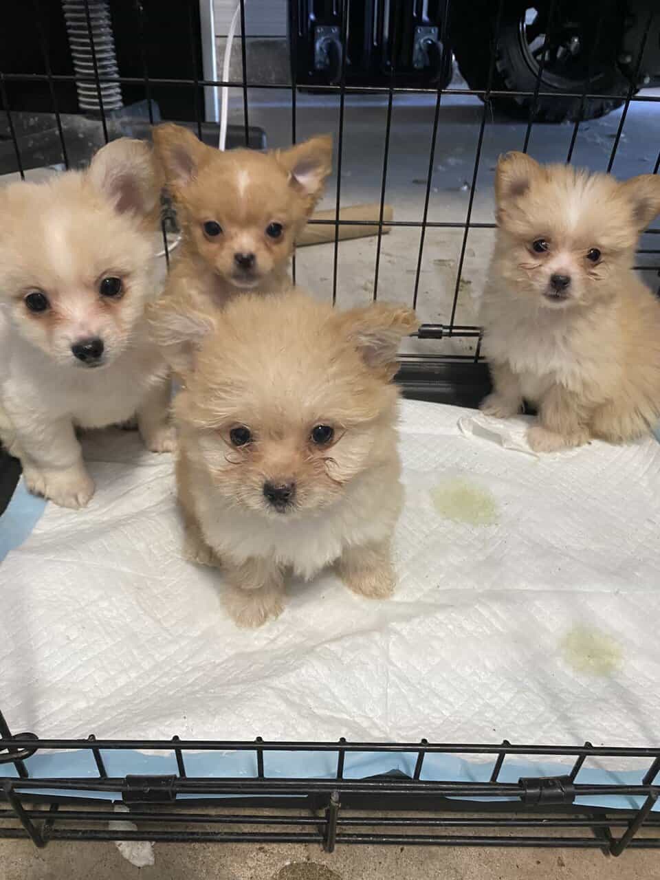 Pomeranian and Bichon image 3