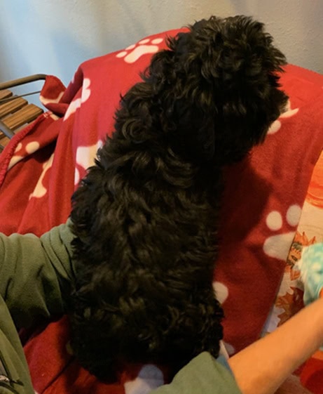 Gorgeous CockaPoo's Females Black w White Markings image 3