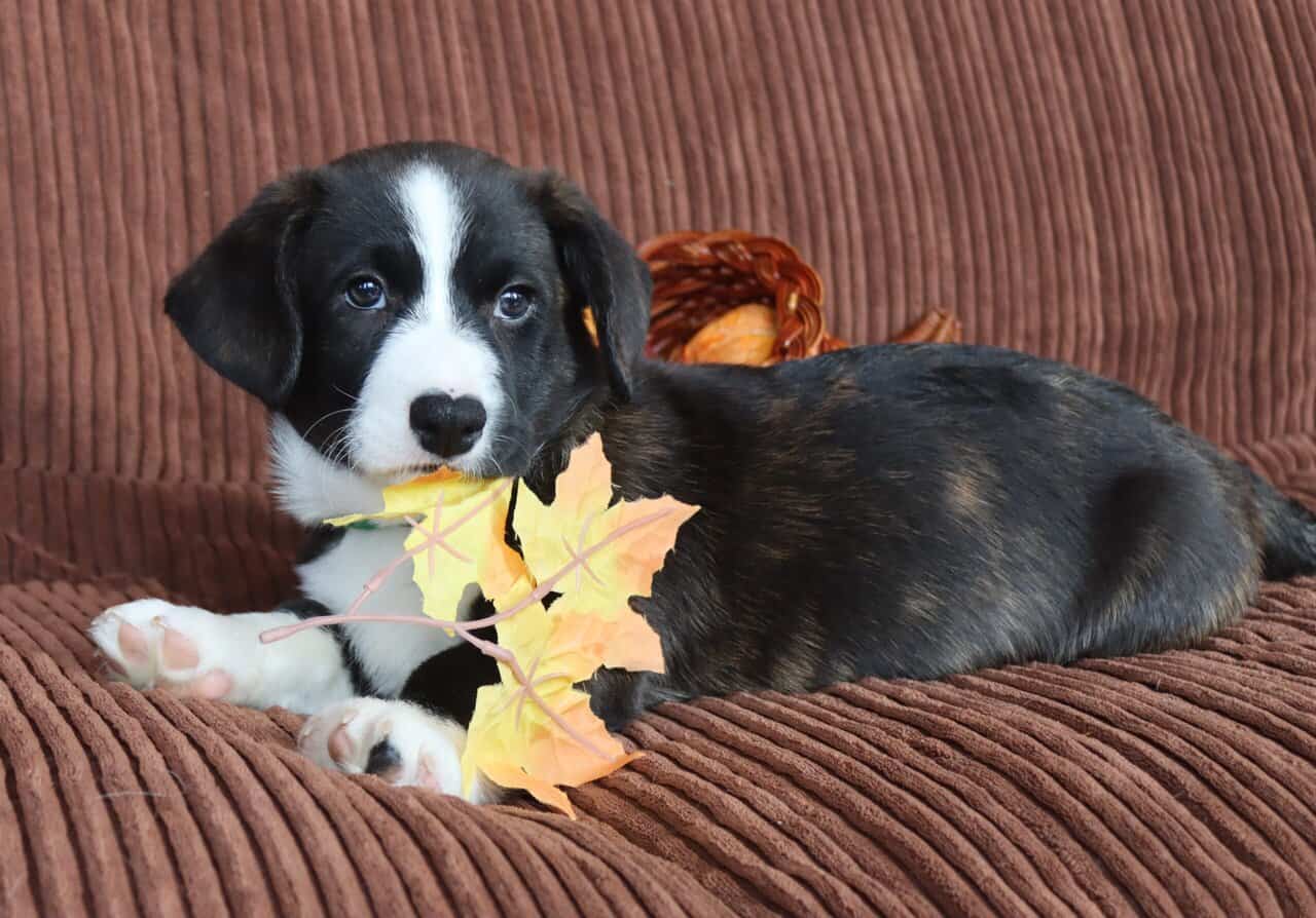 Purebred Cardigan Welsh Corgi Mr Green image 7