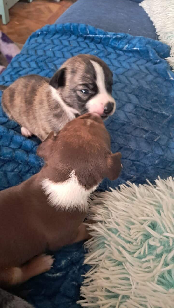 American staffordshire terrier and rat terrier image 2