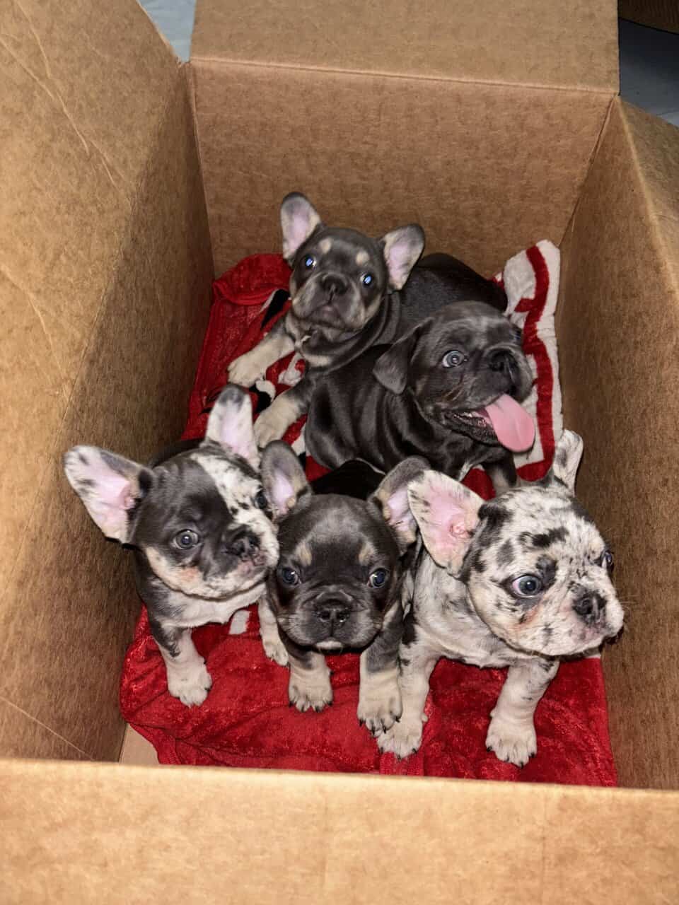 Akc French Bulldog (best pricing !) image 6