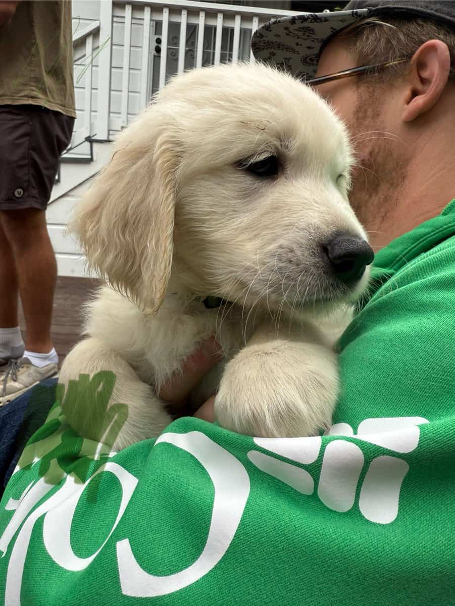 Six Golden Retriever Males available Nov 21st! image 4
