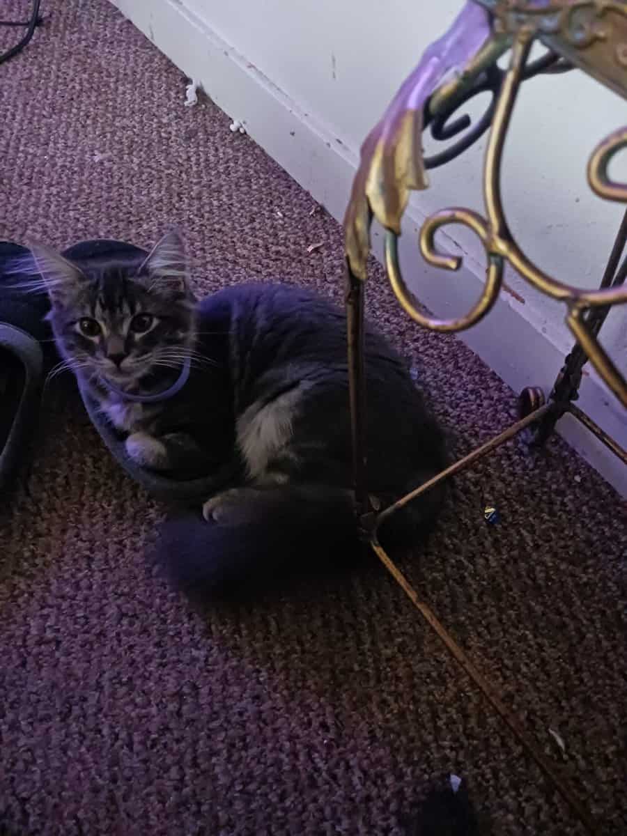 4 month old female needs new home image 1