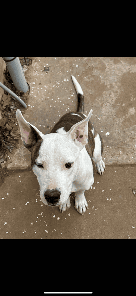 Adopt Remi!! image 4