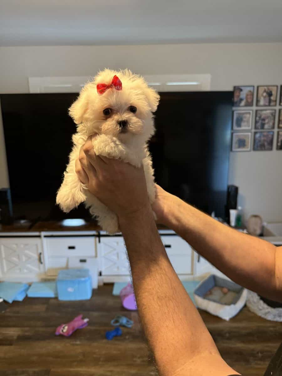 CKC purebred female puppies pure white lovable image 3