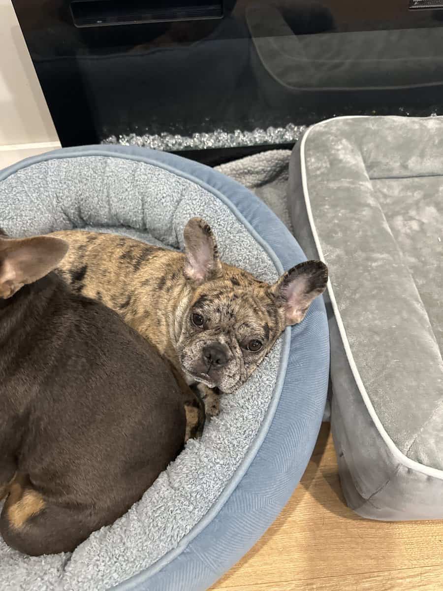 French Bulldog Puppy image 1