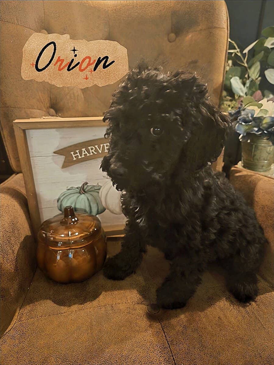 Good As Goldendoodles 4 image 1
