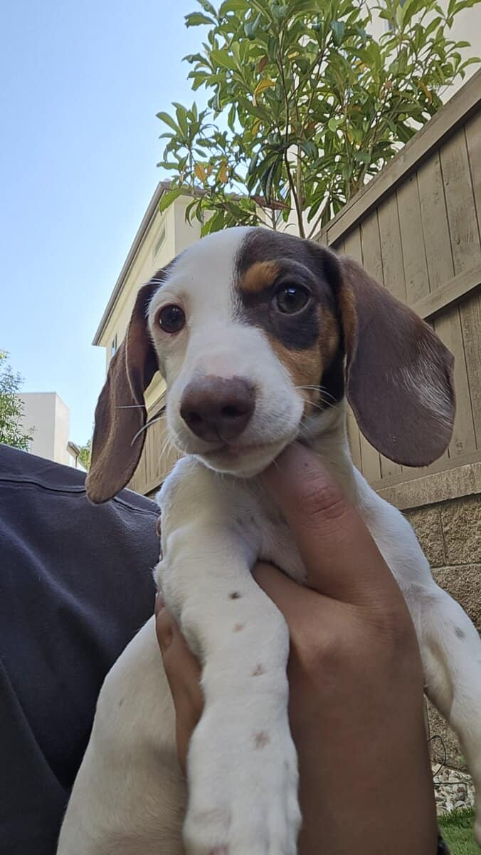 Miniature dachshunds pet puppy - $2,500 image 7