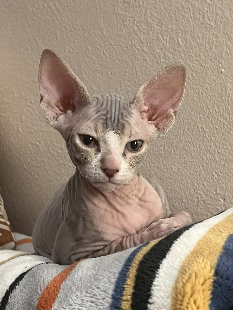 Sphinx Kitten Emergency Sale image 1